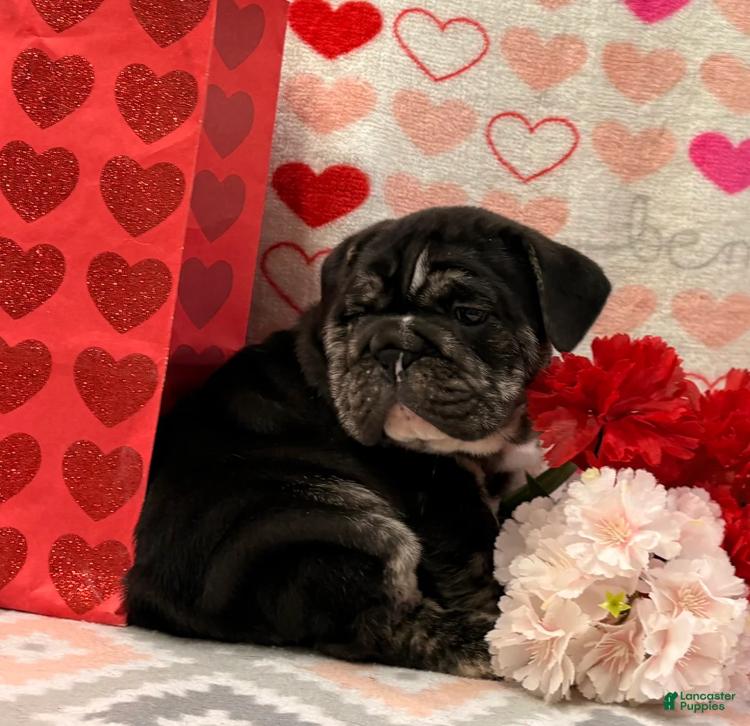 English Bulldog dogs for sale: Snickers  - Ad 5