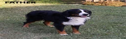 Bernese Mountain Dog dogs for sale: Maverick - Ad 12