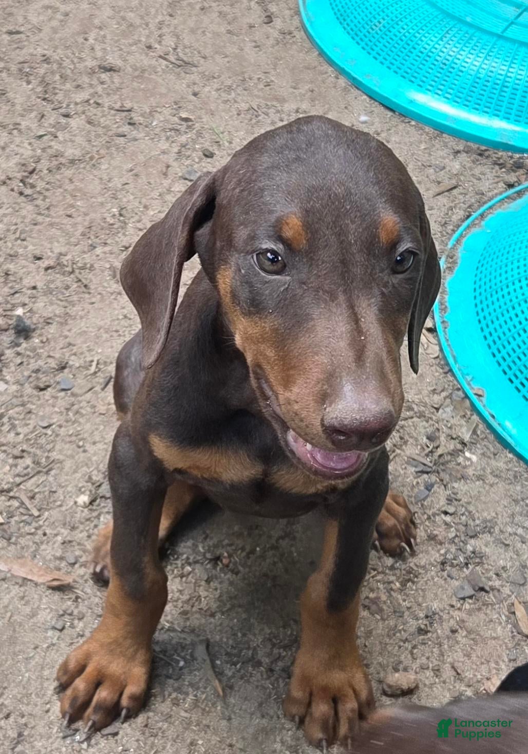Doberman Pinscher dogs Piper - Ad 1