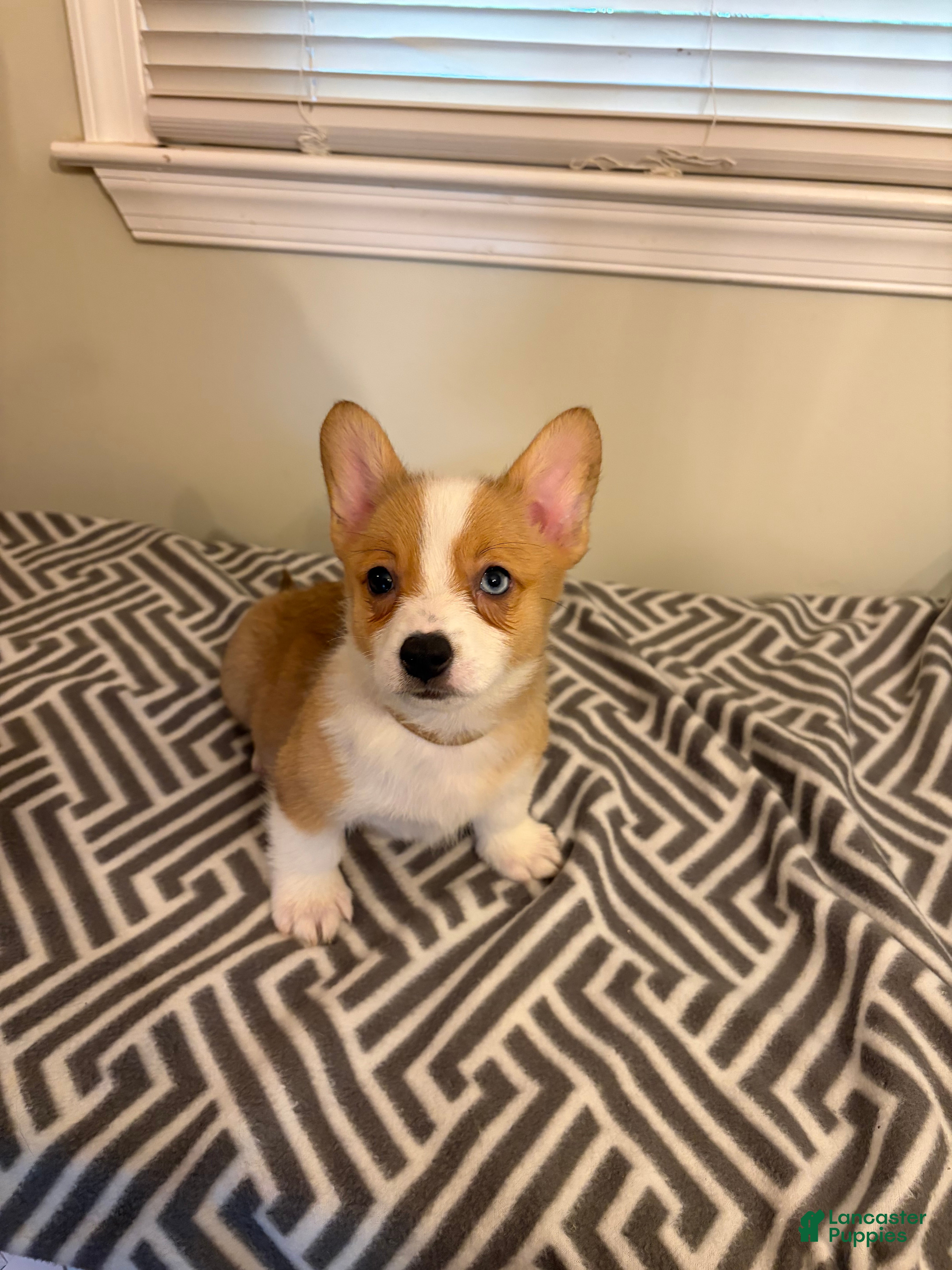 Welsh Corgi Pembroke dogs Peanut - Ad 19