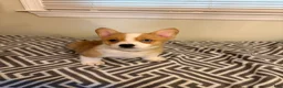 Welsh Corgi Pembroke dogs for sale: Peanut - Ad 1