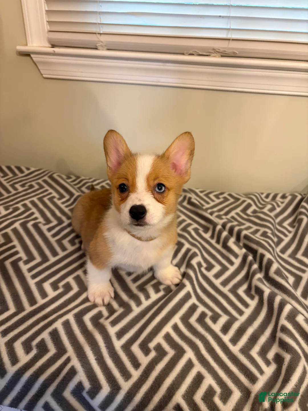 Welsh Corgi Pembroke dogs for sale: Peanut - Ad 1