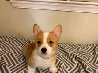 Welsh Corgi Pembroke dogs Peanut - Ad 19