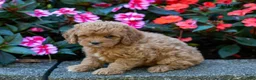 Cockapoo dogs for sale: Fern - Ad 5