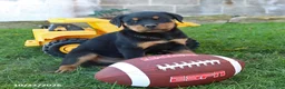 Rottweiler dogs for sale: Dallas - Ad 4