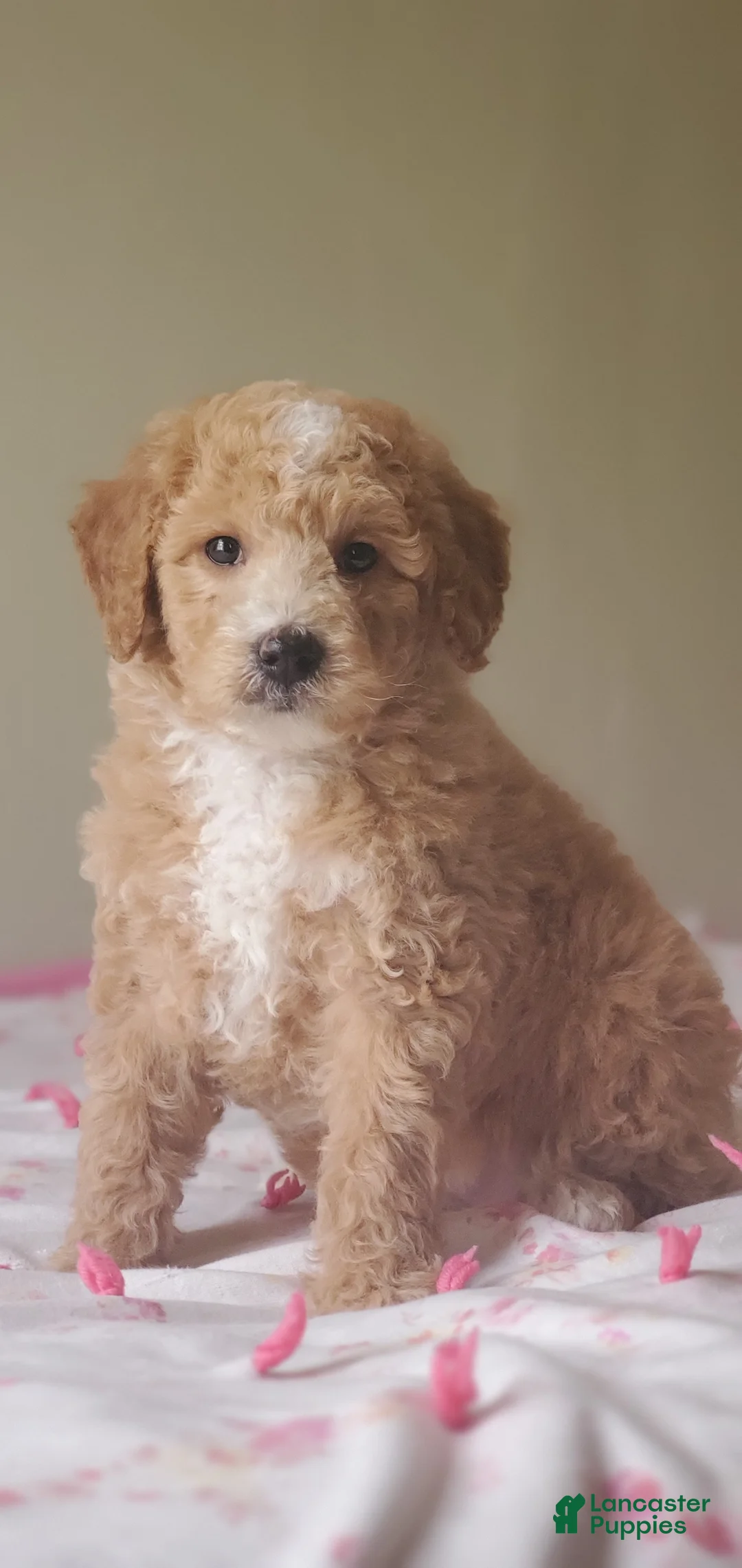 Mini Goldendoodle dogs for sale: Biscuit  - Ad 1