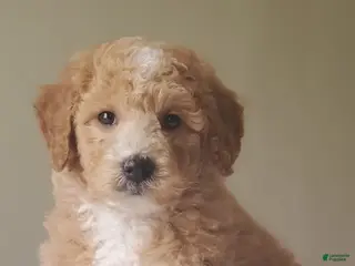 Mini Goldendoodle dogs for sale: Biscuit - Ad 3