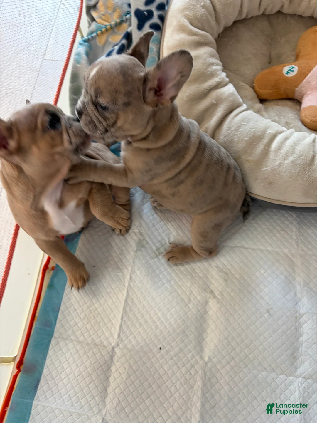 French Bulldog dogs for sale: French Bulldog Puppy 2 - Ad 2
