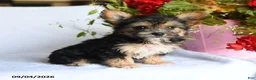 Morkie dogs for sale: May  - Ad 5