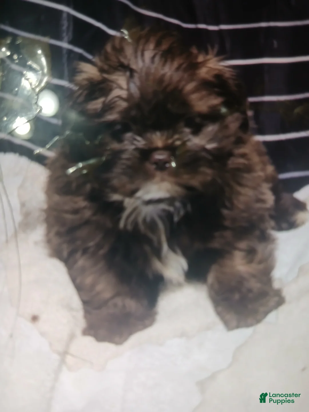 Shih Tzu dogs for sale: Shih Tzu Puppy 1 - Ad 2