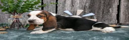 Basset Hound dogs for sale: Gretchen - Ad 1