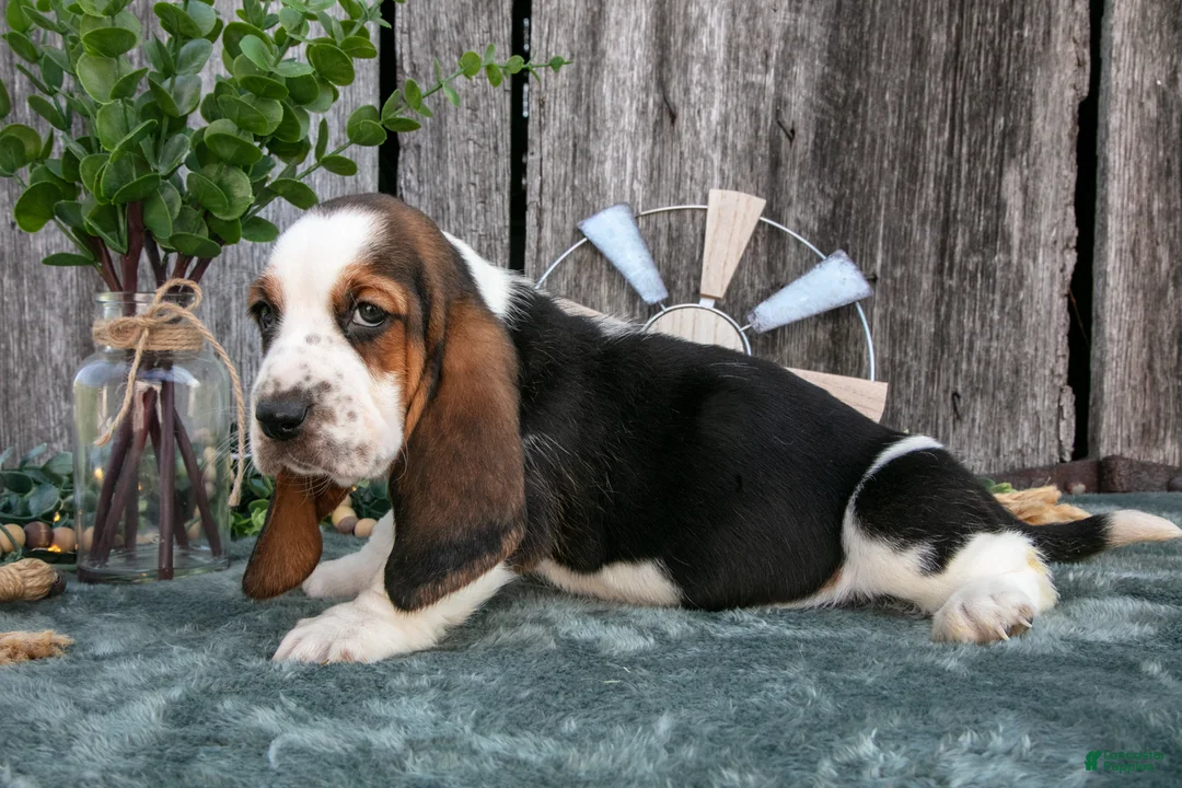 Basset Hound dogs for sale: Gretchen - Ad 1