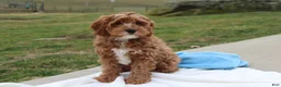 Cavapoo dogs for sale: Loki - Ad 3