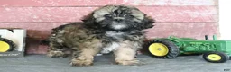Shihpoo dogs for sale: Nevaeh - Ad 4
