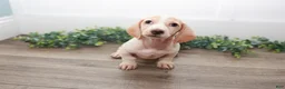 Miniature Dachshund dogs for sale: Mater - Ad 17