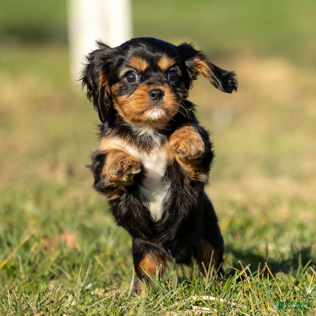 Cavalier King Charles Spaniel dogs for sale: Atticus - Ad 2
