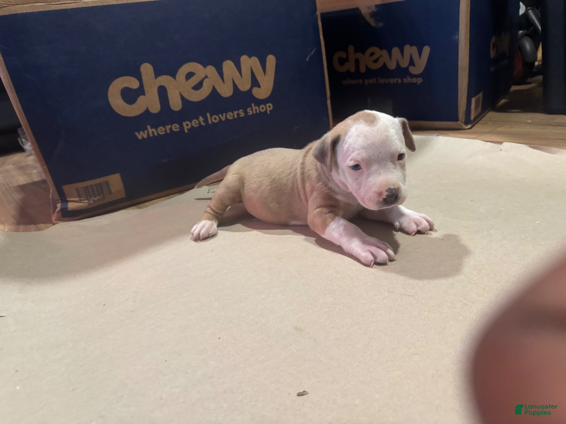 American Bully dogs American Bully 1 - Ad 2