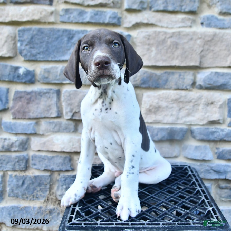 German Shorthaired Pointer dogs Hunter - Ad 2
