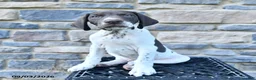 German Shorthaired Pointer dogs for sale: Hunter - Ad 2