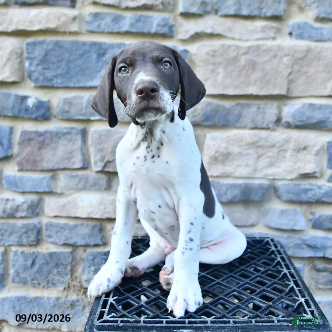 German Shorthaired Pointer dogs for sale: Hunter - Ad 2