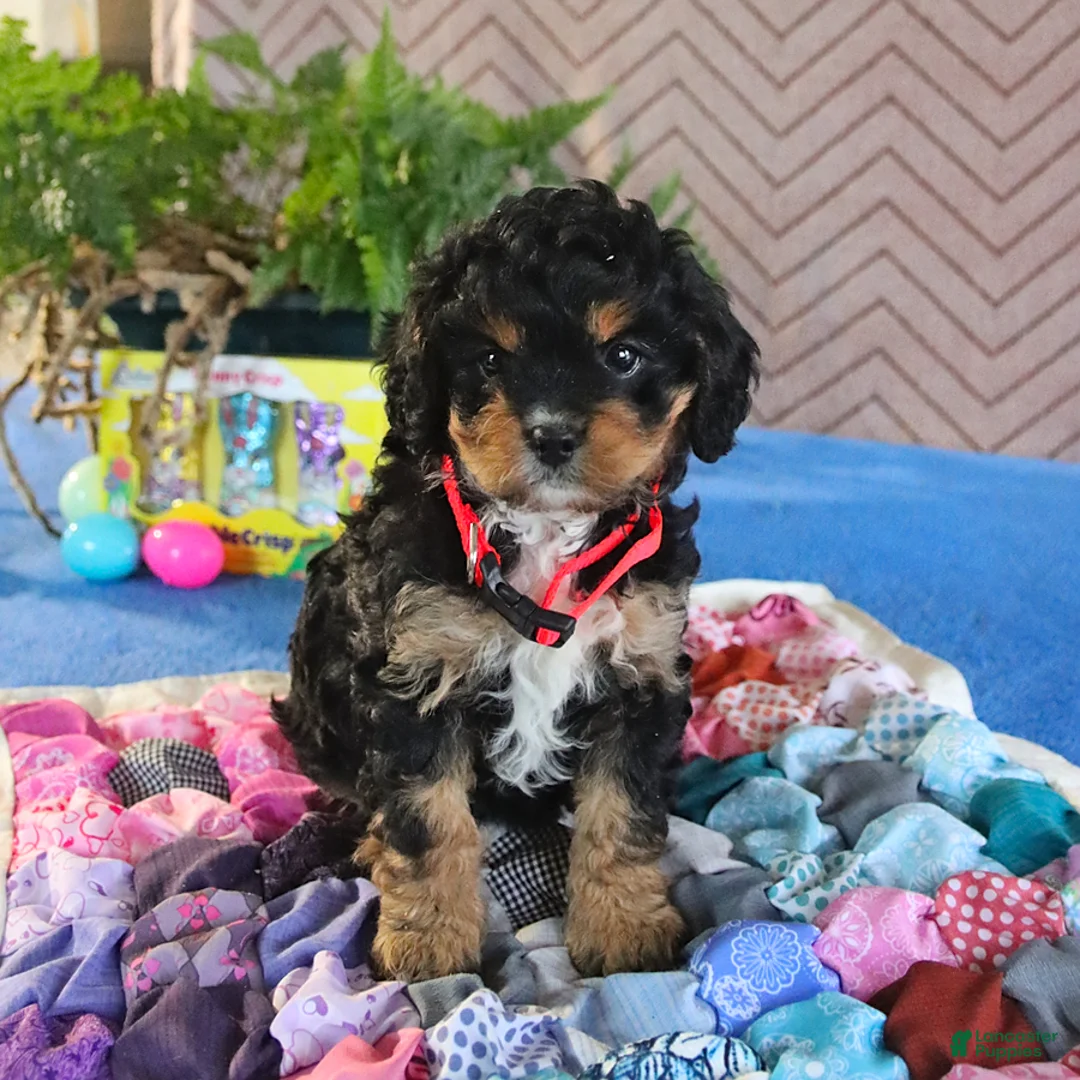 Cavapoo dogs for sale: Sparky - Ad 5