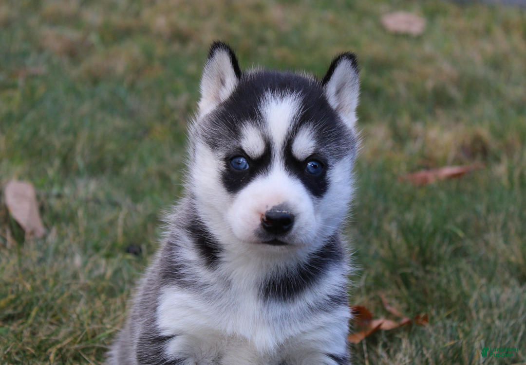 Siberian Husky dogs for sale: River - Ad 5