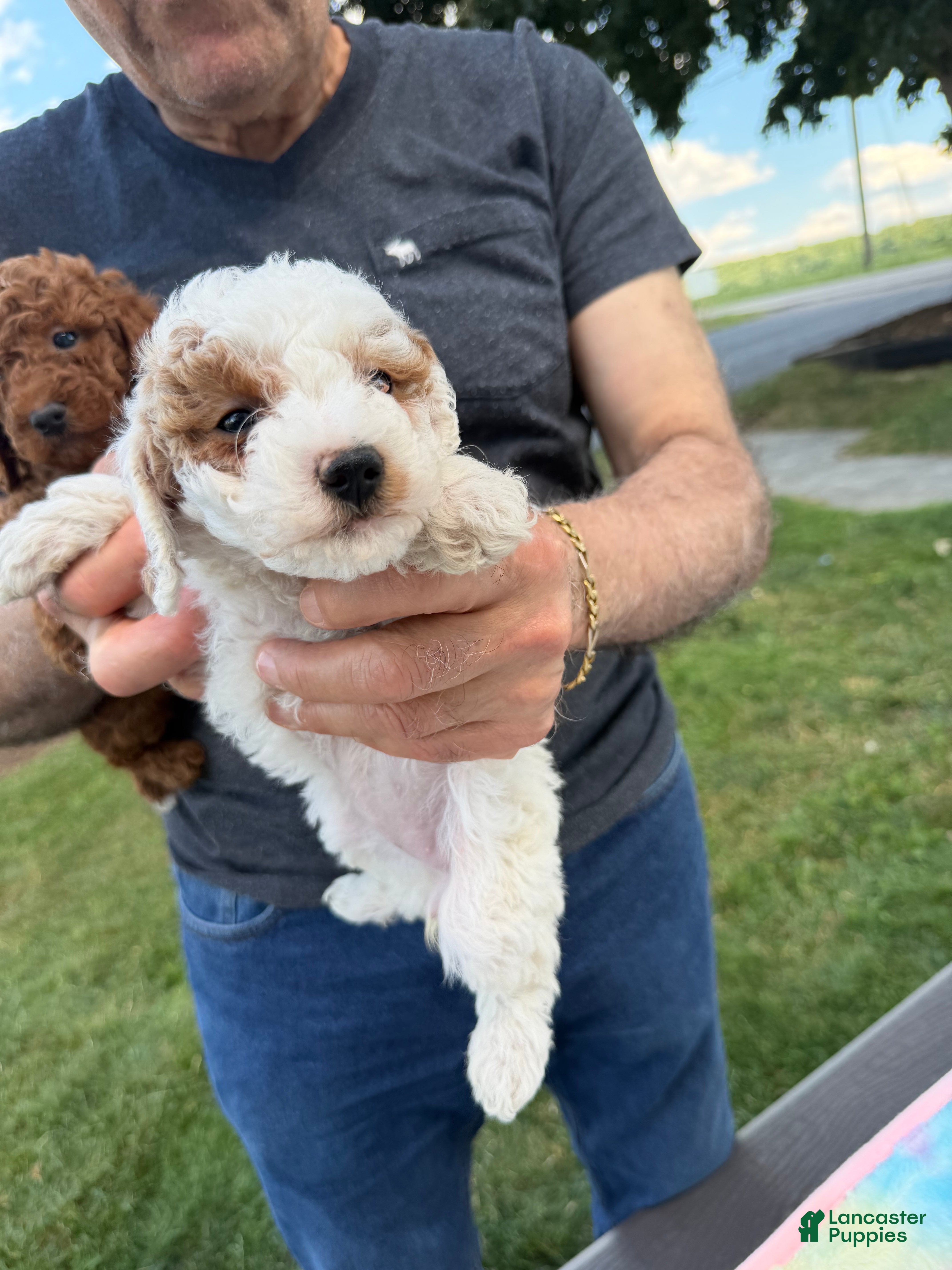 Toy Poodle dogs Mini poodle  will be smaller - Ad 22