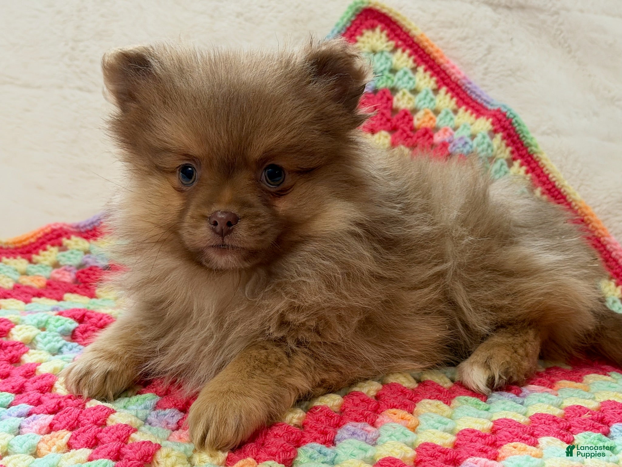 Pomeranian dogs Millie - Ad 1