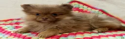 Pomeranian dogs for sale: Millie - Ad 1