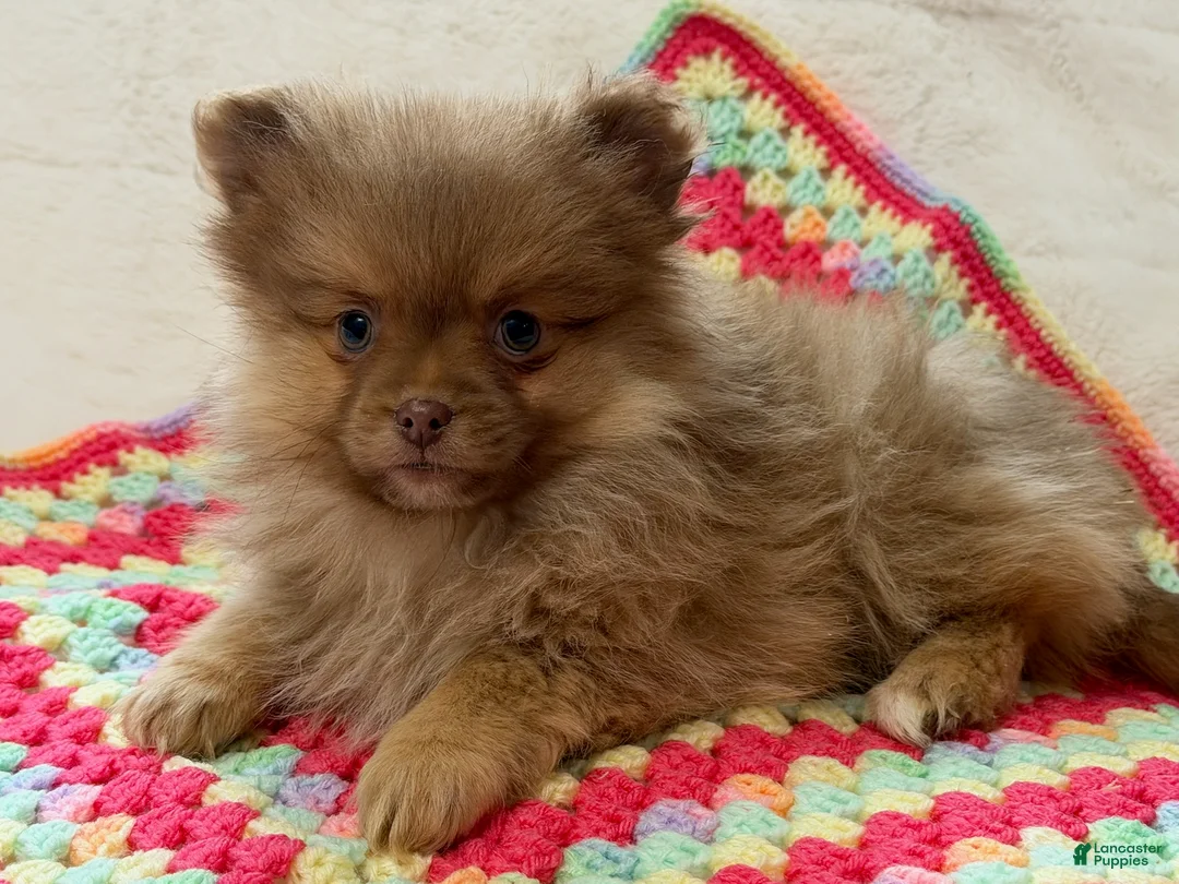 Pomeranian dogs for sale: Millie - Ad 1