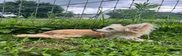 Papillon dogs for sale: Ozzy - Ad 6