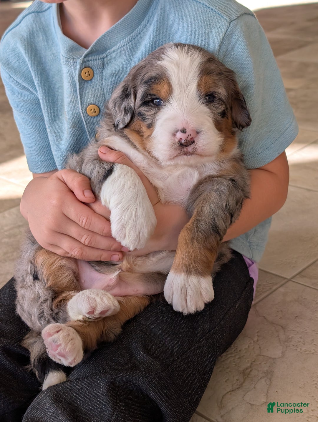 Mini Bernedoodle dogs for sale: Mini Bluey - Ad 5