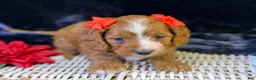 Cavapoo dogs for sale: Haven - Ad 6
