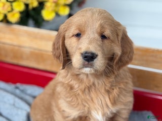 Goldendoodle dogs - Ad 31