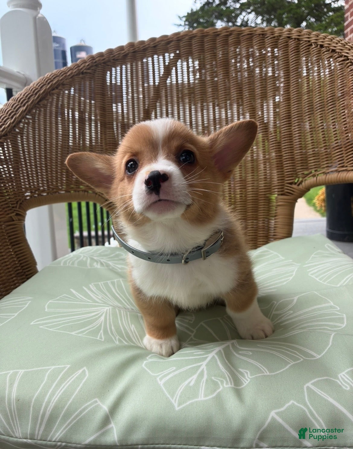 Welsh Corgi Pembroke dogs Bruno - Ad 2