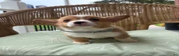 Welsh Corgi Pembroke dogs for sale: Bruno - Ad 2