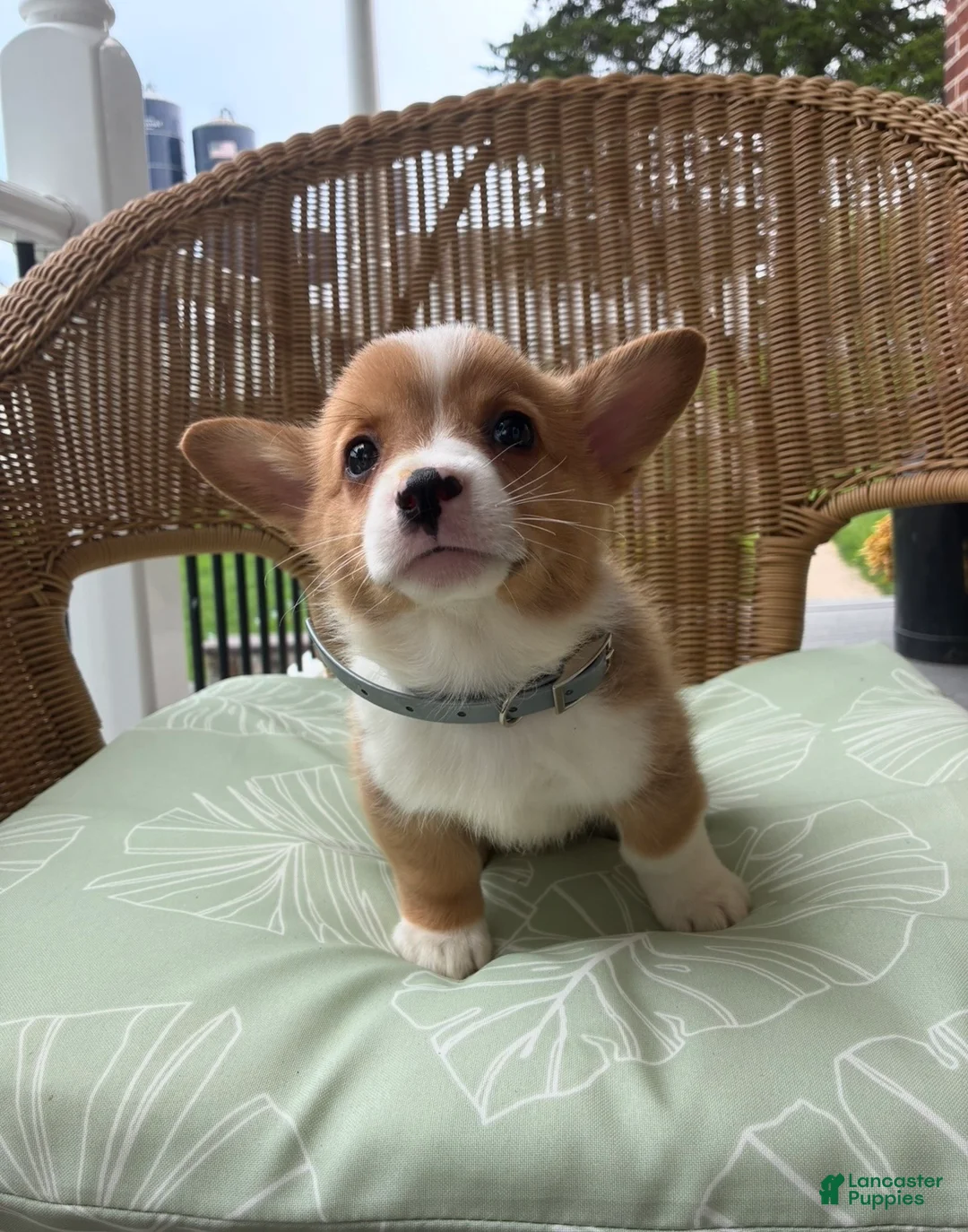 Welsh Corgi Pembroke dogs for sale: Bruno - Ad 2