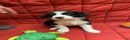 Border Collie dogs for sale: Orka - Ad 9