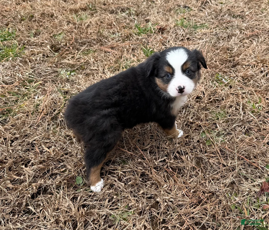 Australian Shepherd dogs for sale: Jenny - Ad 8