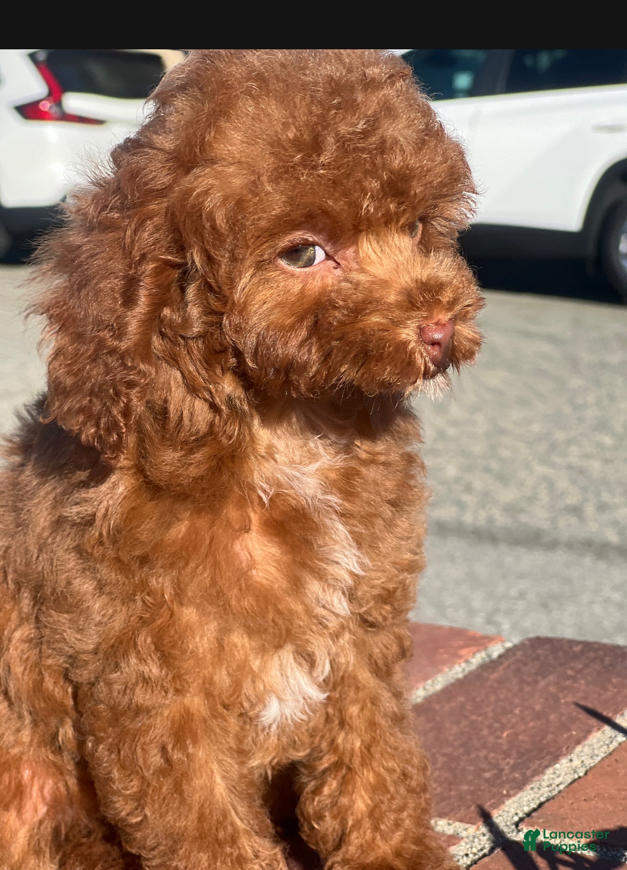 Toy Poodle dogs Toy Poodle Puppy 2 - Ad 3