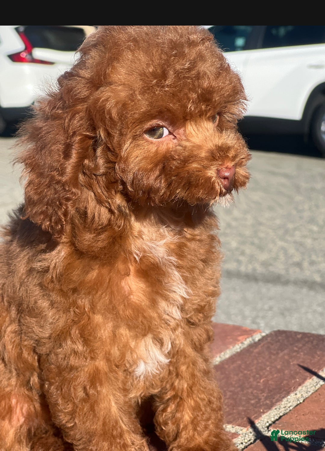Toy Poodle dogs for sale: Toy Poodle Puppy 2 - Ad 1