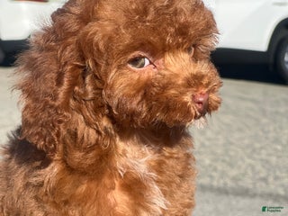 Toy Poodle dogs Toy Poodle Puppy 2 - Ad 3