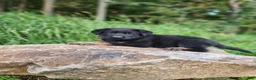 German Shepherd dogs for sale: Trek - Ad 14