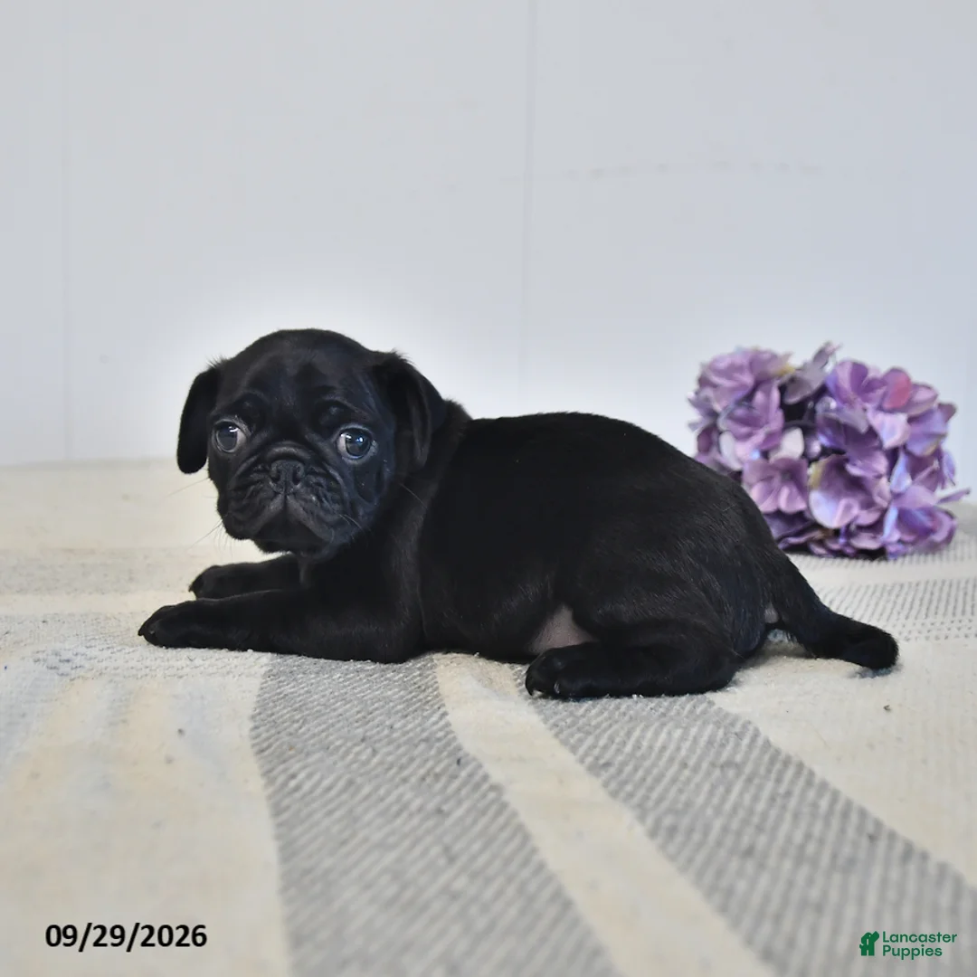 Pug dogs for sale: Odie - Ad 3