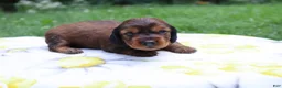 Miniature Dachshund dogs for sale: Macy - Ad 5