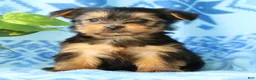 Yorkshire Terrier dogs for sale: Danny - Ad 2