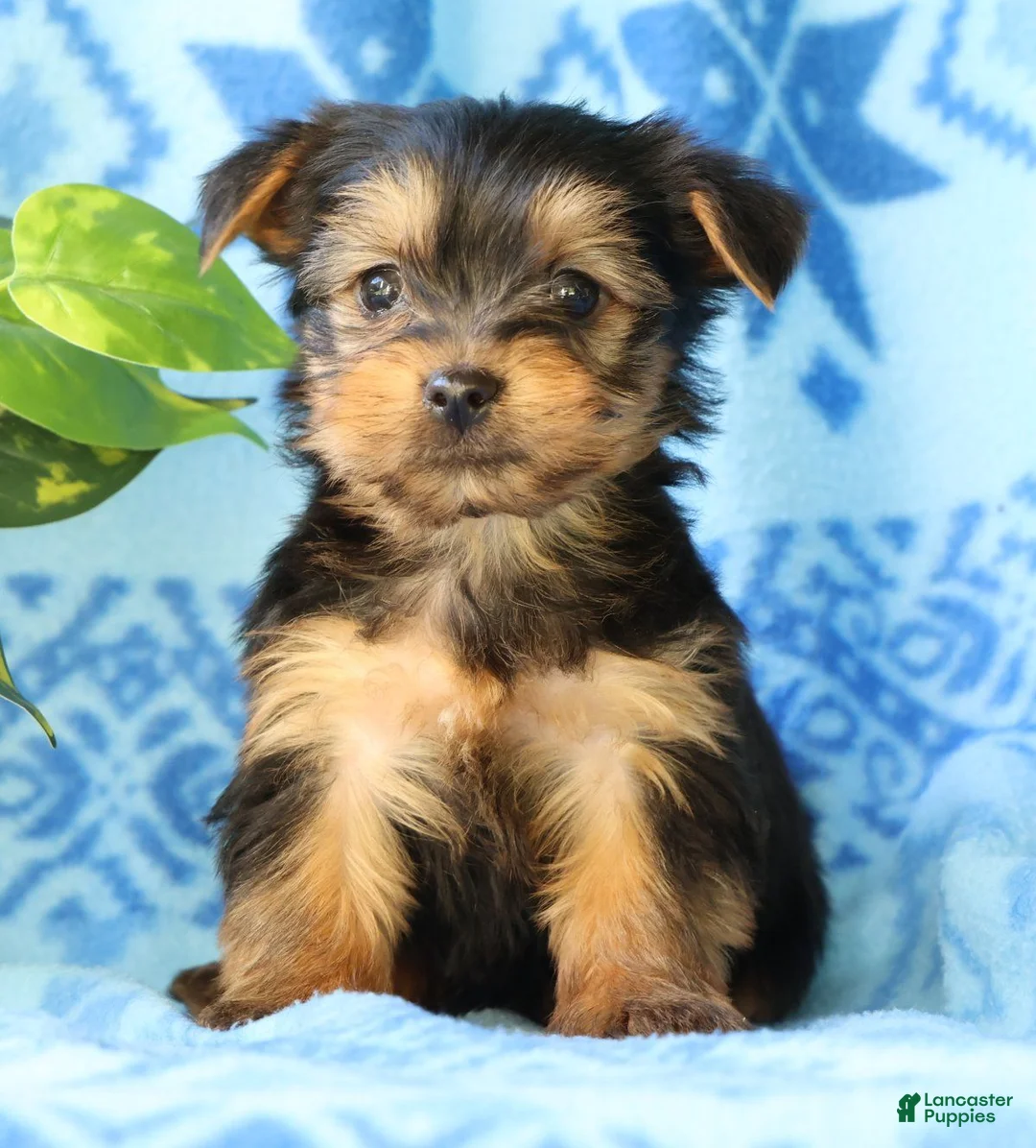 Yorkshire Terrier dogs for sale: Danny - Ad 2