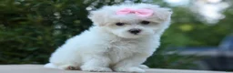 Maltese dogs for sale: OLENNA - Ad 11