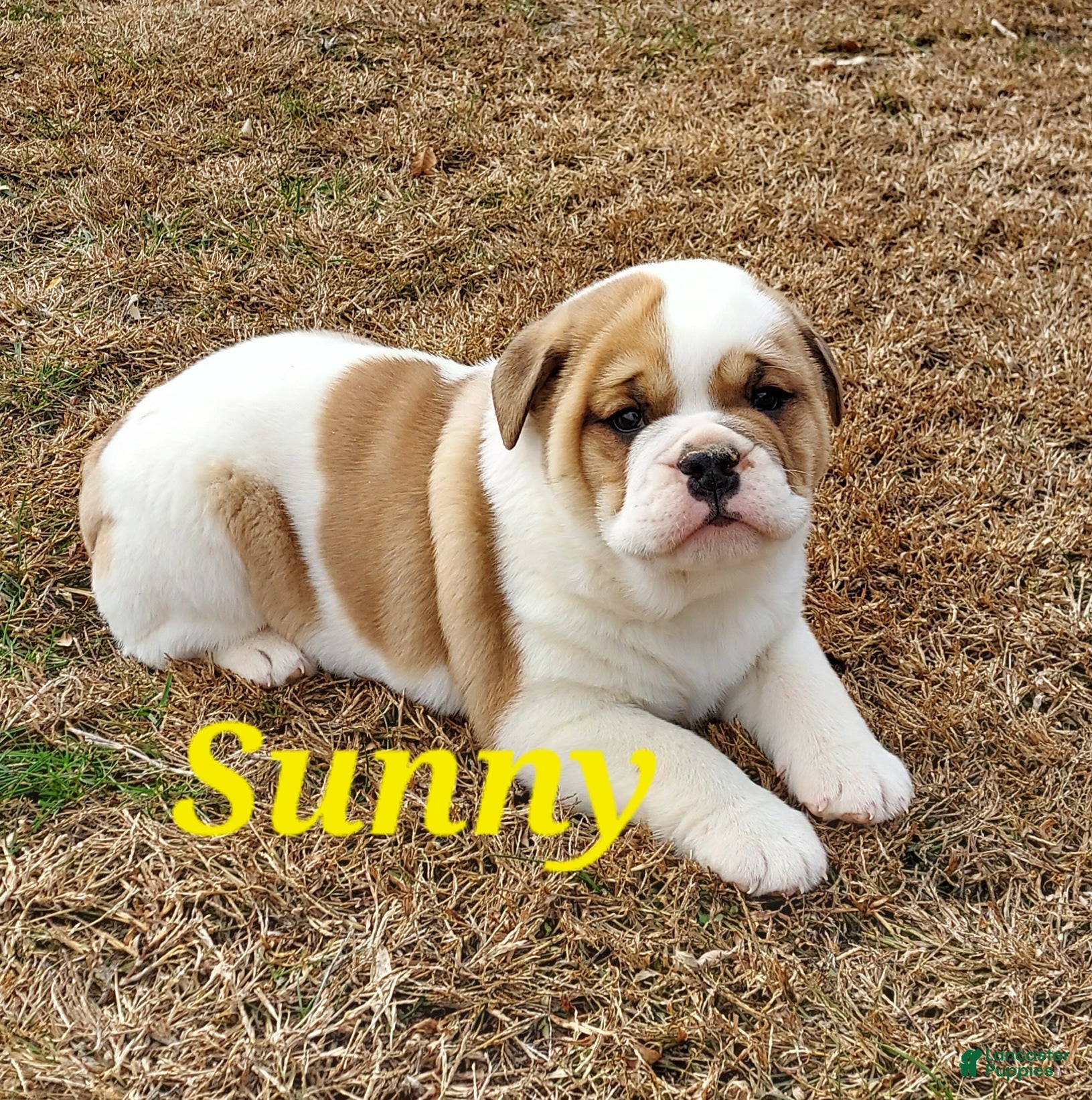 Mixed Breed dogs Sunny - Ad 38