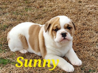 Mixed Breed dogs Sunny - Ad 15